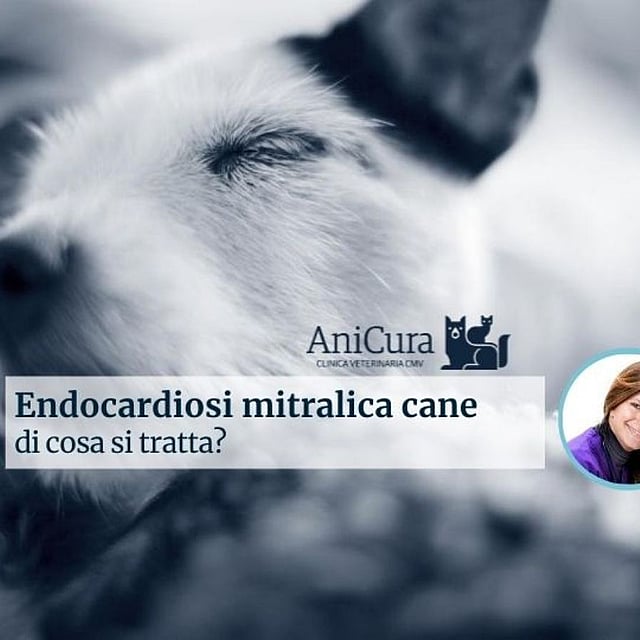 Un primo piano di un cane.