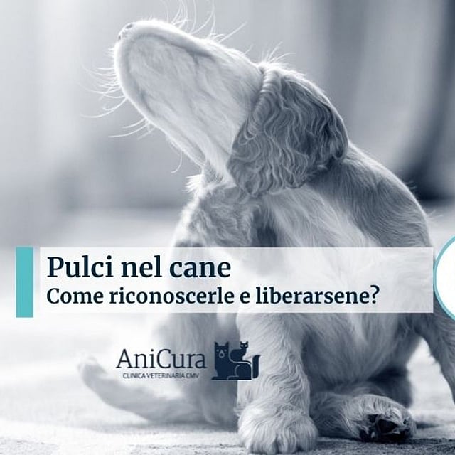 Un cane con la testa alta.