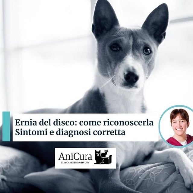 Un cane sdraiato su un letto.