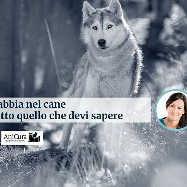 Un cane in piedi nel bosco.