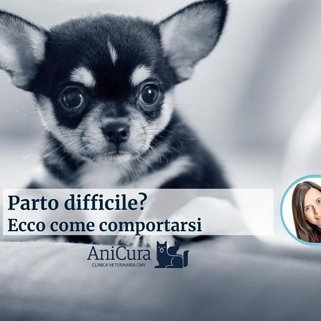 Un piccolo cucciolo in bianco e nero.