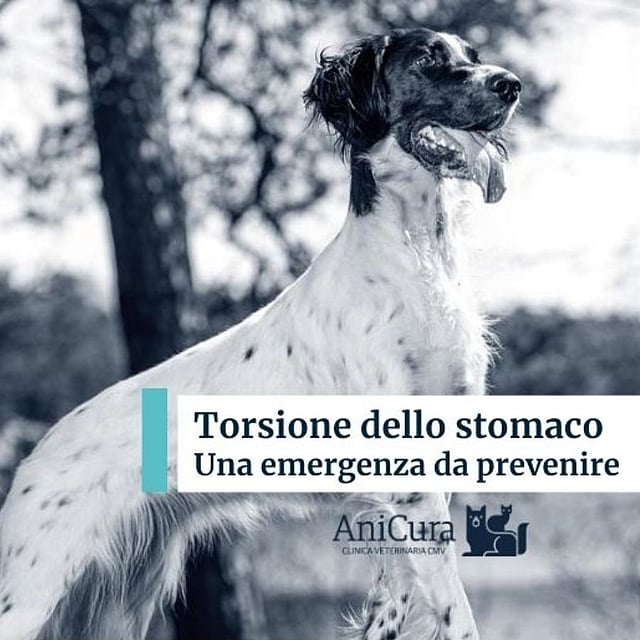 Un cane in piedi di fronte a una persona.