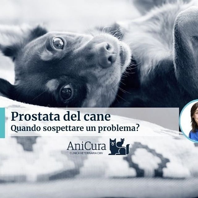Un cane sdraiato sulla schiena.