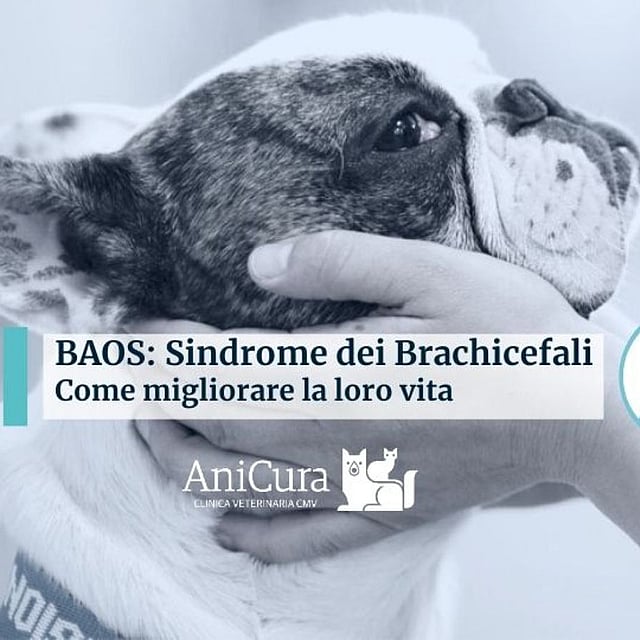 Una persona che tiene in braccio un cane.