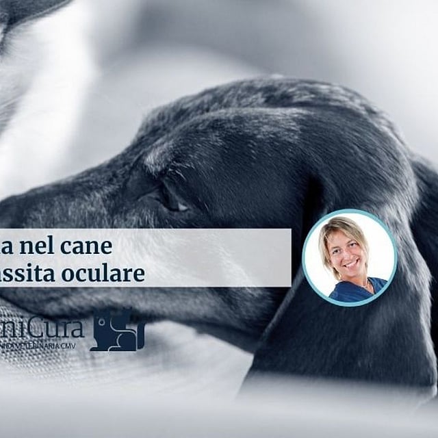 Un gatto e un cane con la faccia di una persona.