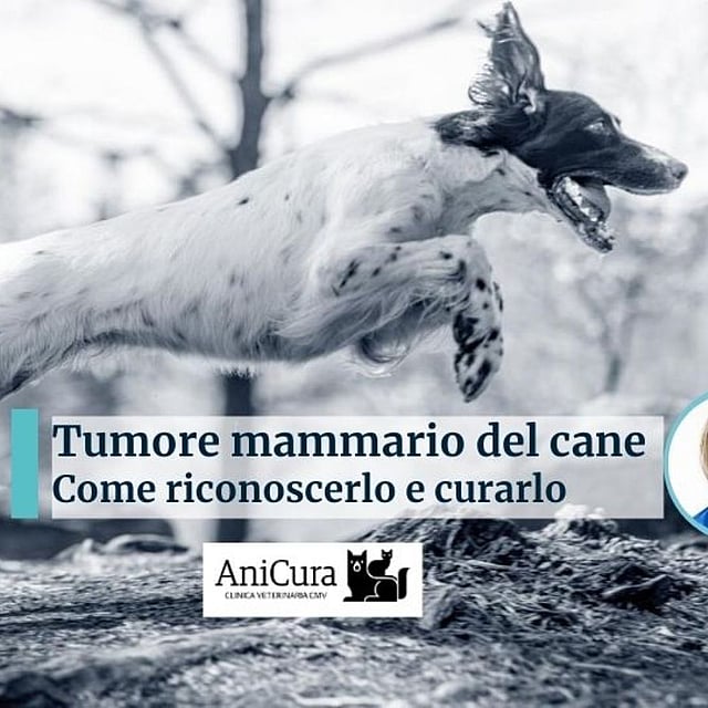 Un cane che salta in aria.