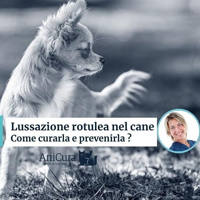 Un cane in piedi sulle zampe posteriori.