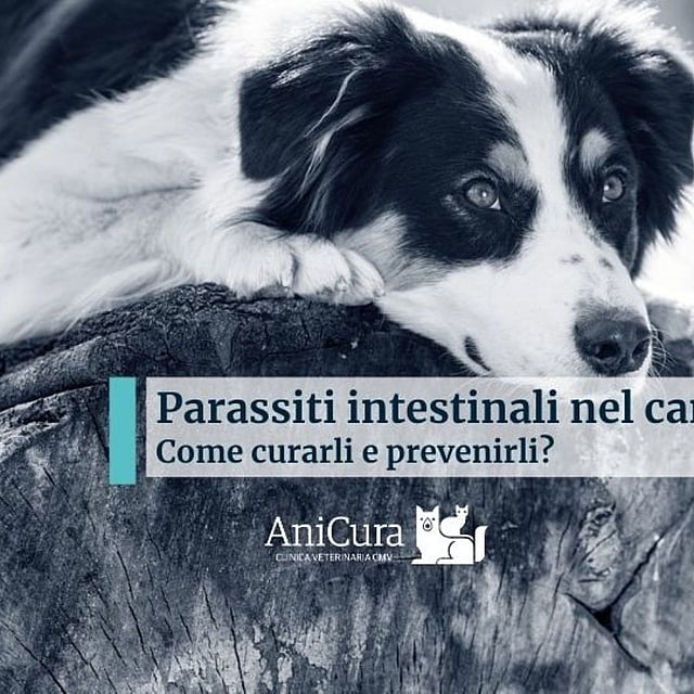 Un cane sdraiato su un ceppo d'albero.
