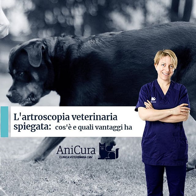 Una persona in piedi accanto a un cane.