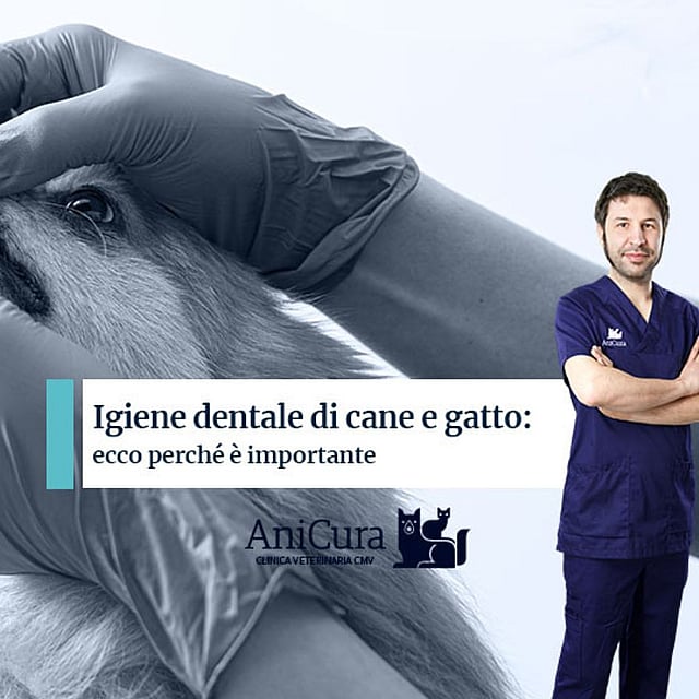 Una persona in camice blu e guanti che tiene i denti di un cane.