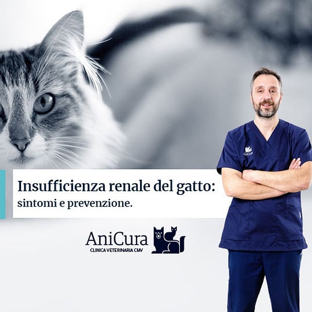 Una persona in camice blu in piedi davanti a un gatto.