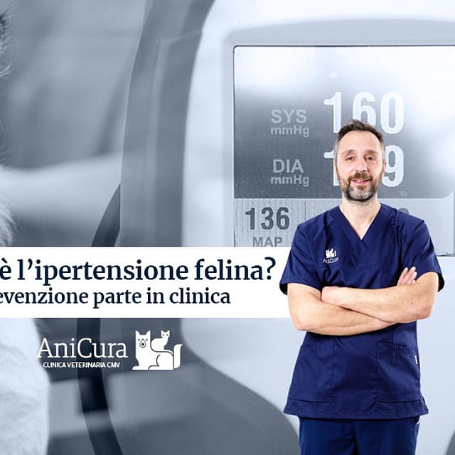 Una persona in camice blu in piedi davanti a un gatto.