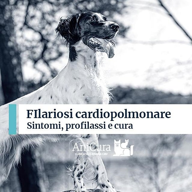 Una persona in piedi con le braccia incrociate e un cane.