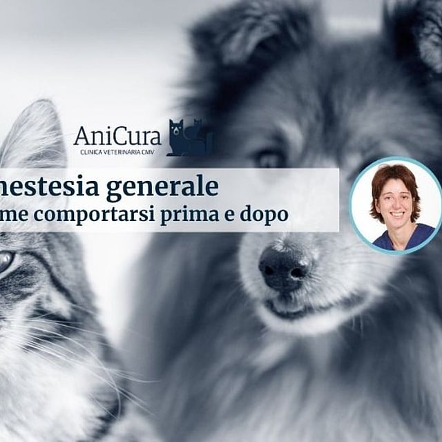 Un gatto e un cane con la faccia di una persona.