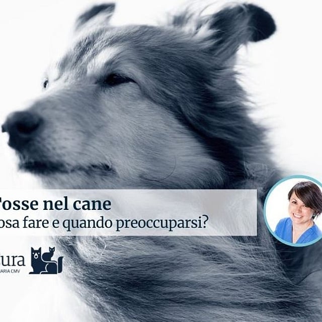 Un cane con la faccia di una persona.