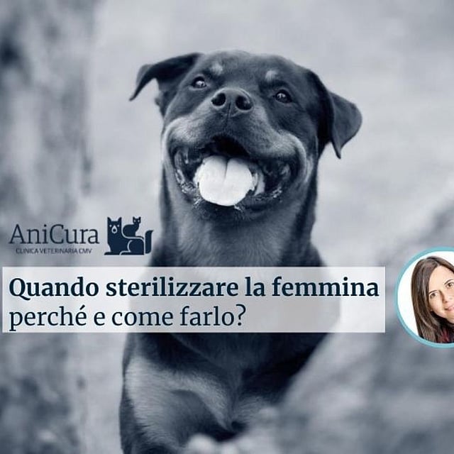 Un cane nero con la lingua bianca fuori.