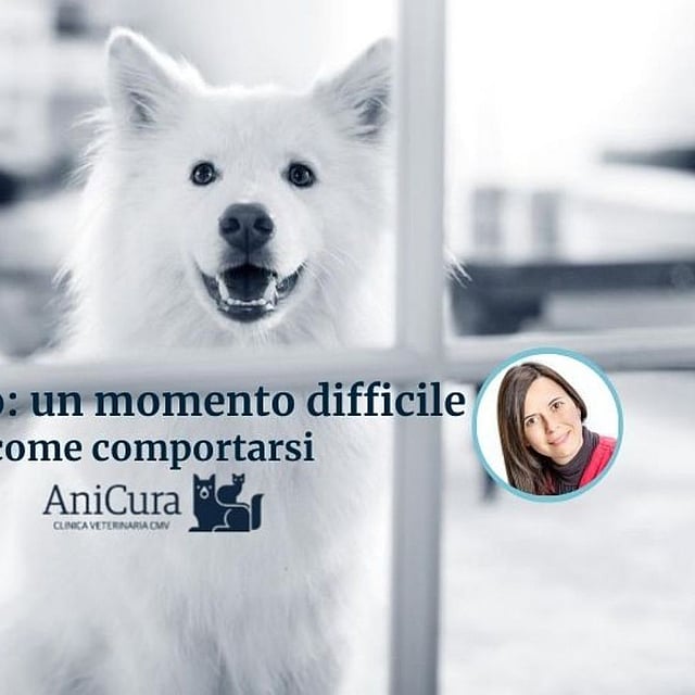 Un cane bianco che guarda attraverso una finestra.