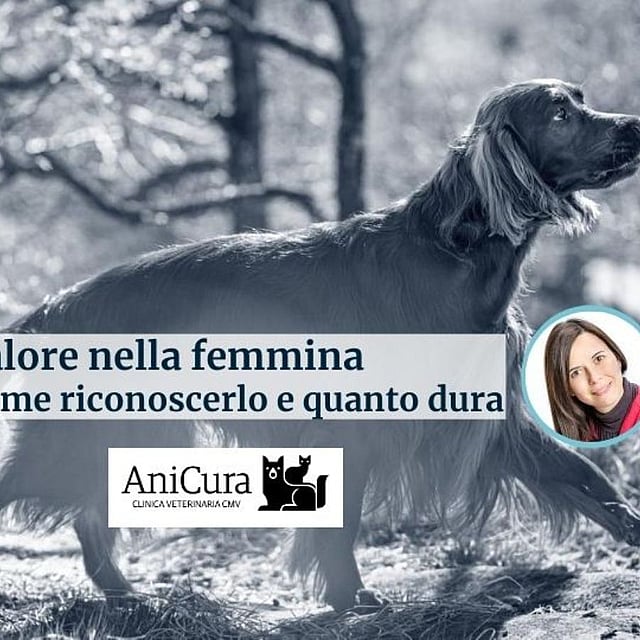 Il volto di una persona su un cane.