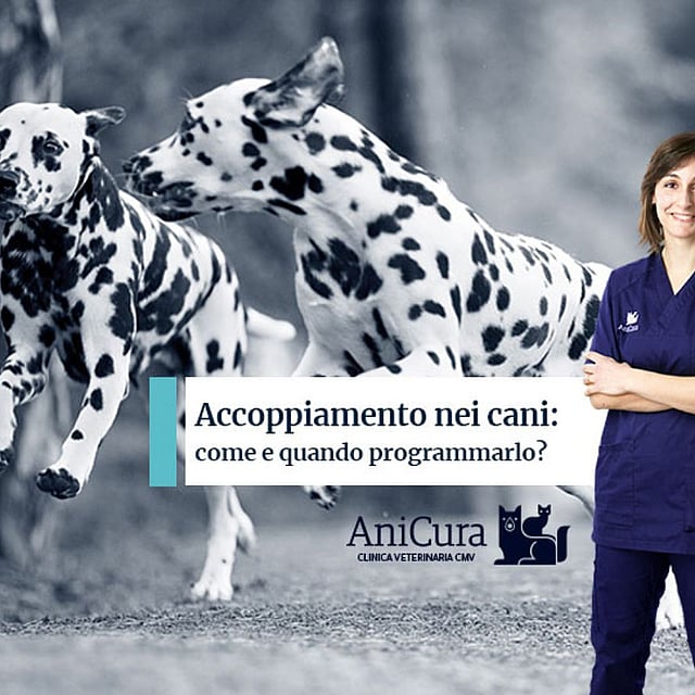 Una persona in camice blu in piedi davanti a un gruppo di cani.