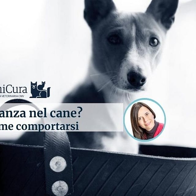 Un cane che guarda la telecamera.