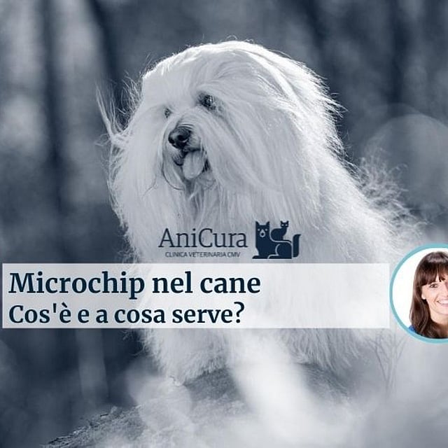 Un cane bianco a pelo lungo.