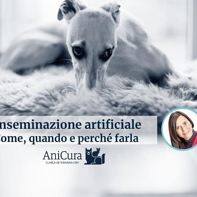 Un cane sdraiato su un tappeto di pelliccia.
