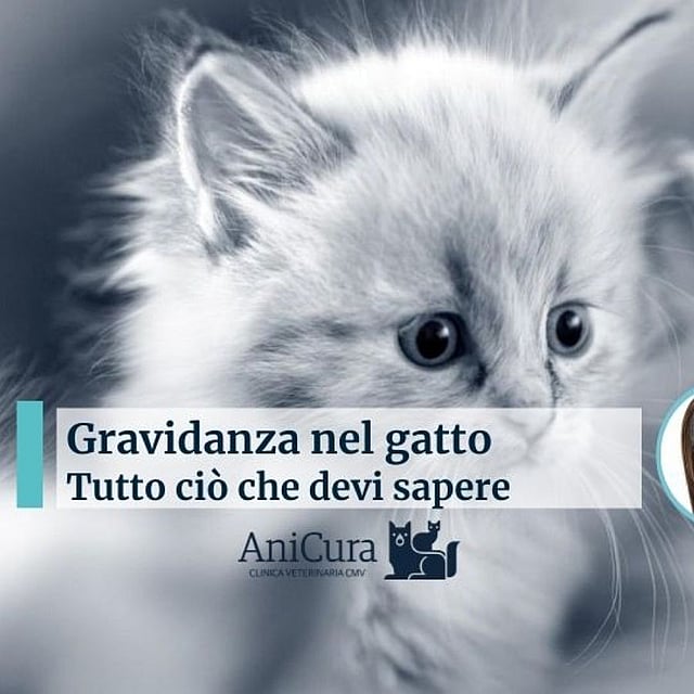 Un gatto con la faccia di una persona.