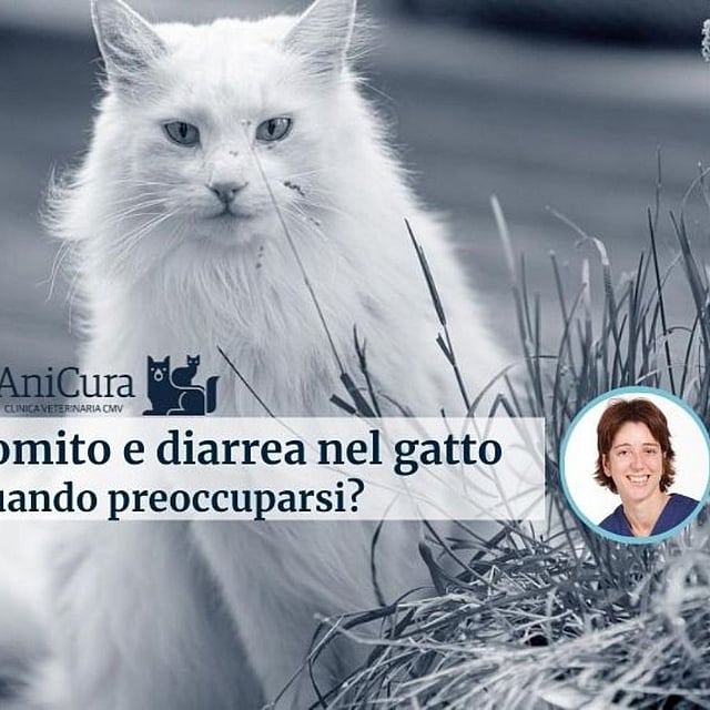 Un gatto bianco seduto nell'erba.