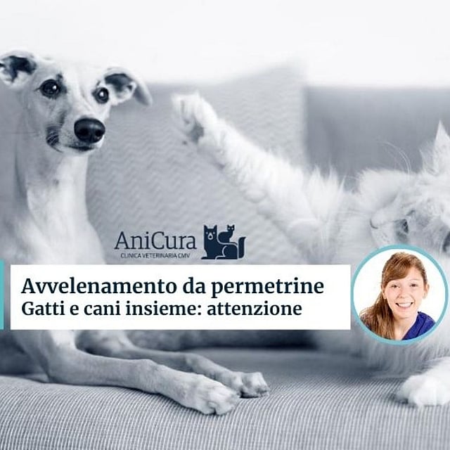 Un gatto bianco e un cane sdraiati su un divano.