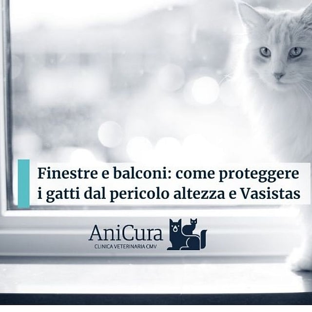Un gatto seduto sul davanzale di una finestra.