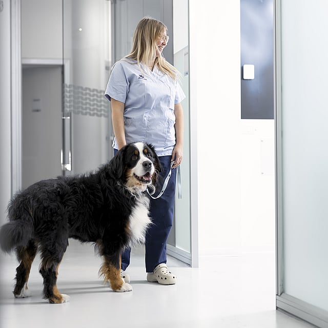 Una persona in piedi accanto a un cane.