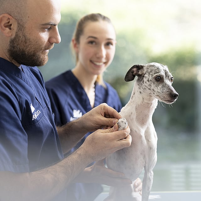 Una persona e una persona che tiene in braccio un cane.