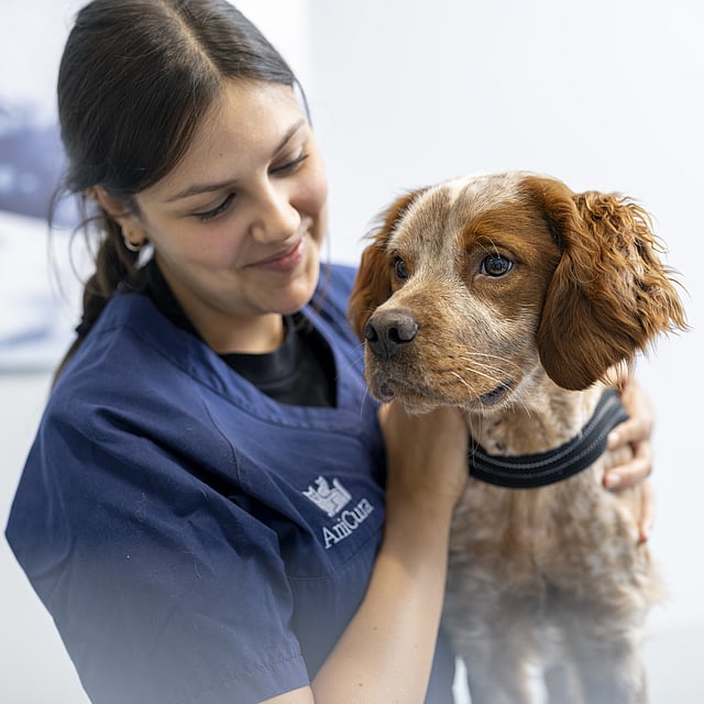 Una persona che tiene in braccio un cane.