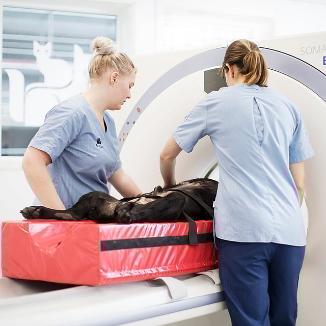Una persona e un cane visitati da un medico.