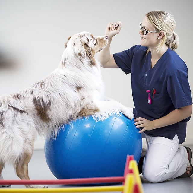 Una persona con un cane su una palla blu.