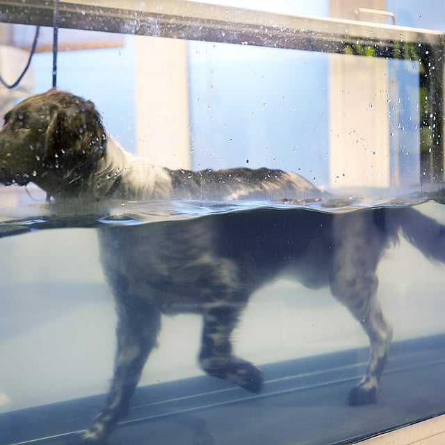 Un cane in una vasca.