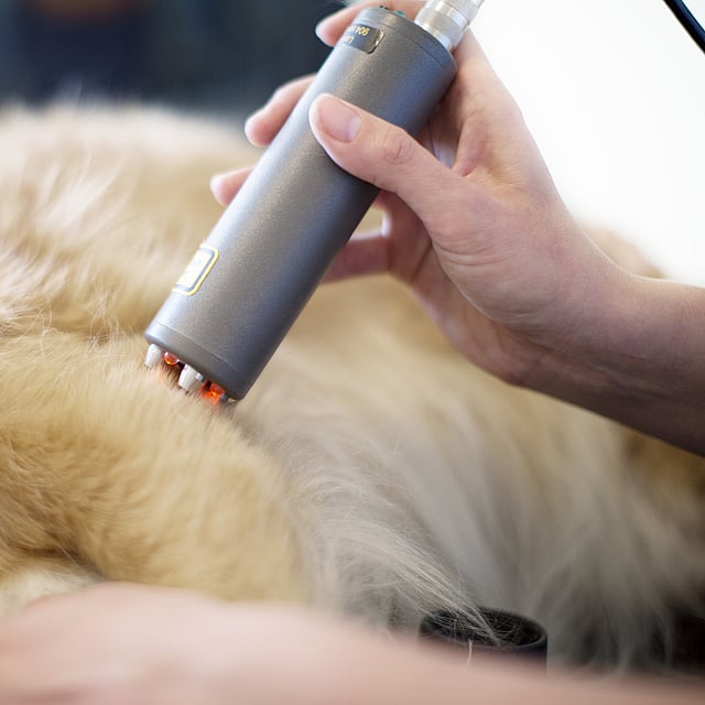 Una persona che utilizza un dispositivo per pulire il pelo di un cane.