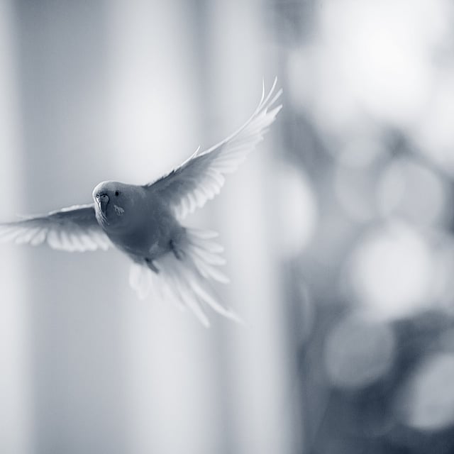 Un uccello che vola nell'aria.