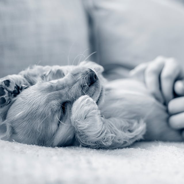 Un cane sdraiato su un divano.