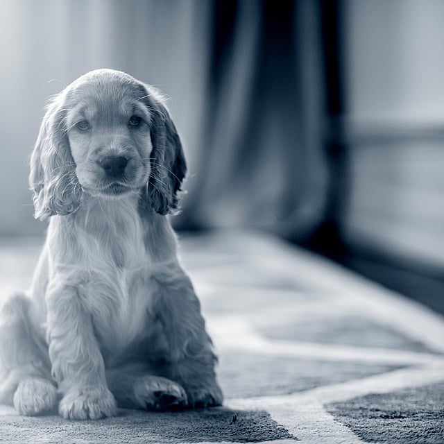 Un cucciolo seduto su un tappeto.