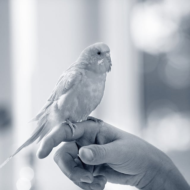 Un uccello sulla mano di una persona.