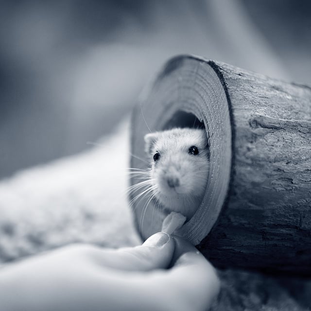 Un mouse in un registro.