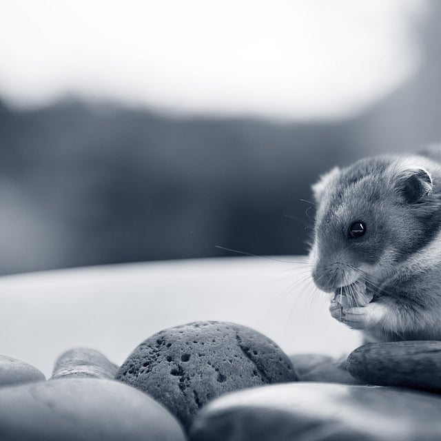 Un roditore che mangia una noce.