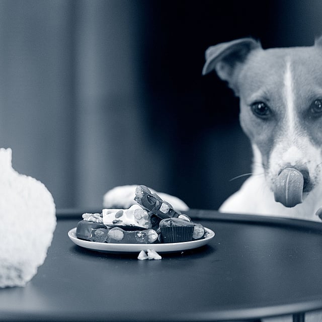 Un cane che lecca un piatto di cibo.