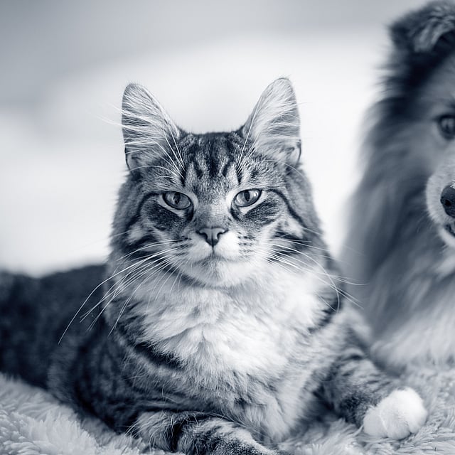 Un gatto e un cane sdraiati su una coperta.