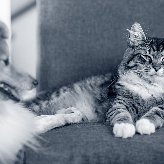 Un gatto sdraiato su un divano accanto a un cane.