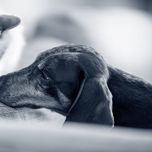 Un gatto e un cane sdraiati su un divano.