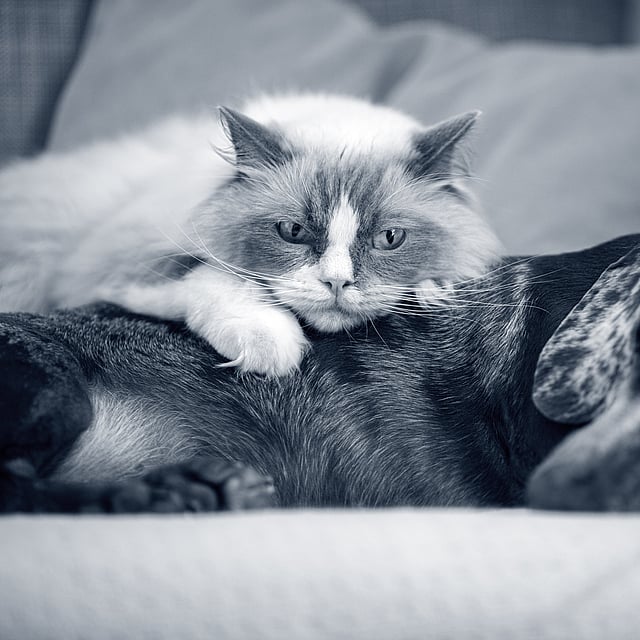 Un gatto sdraiato su un cane.