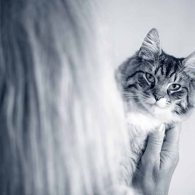 Una persona che tiene in braccio un gatto.