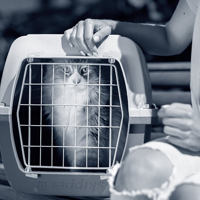 Un gatto in gabbia.